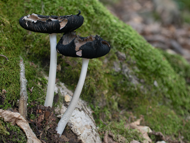 Coprinopsis insignis Coprinopsis insignis